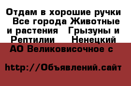 Отдам в хорошие ручки - Все города Животные и растения » Грызуны и Рептилии   . Ненецкий АО,Великовисочное с.